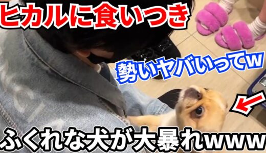 【ヒカル】犬に異常に好かれるヒカル【ふくれなコラボ】【切り抜き】